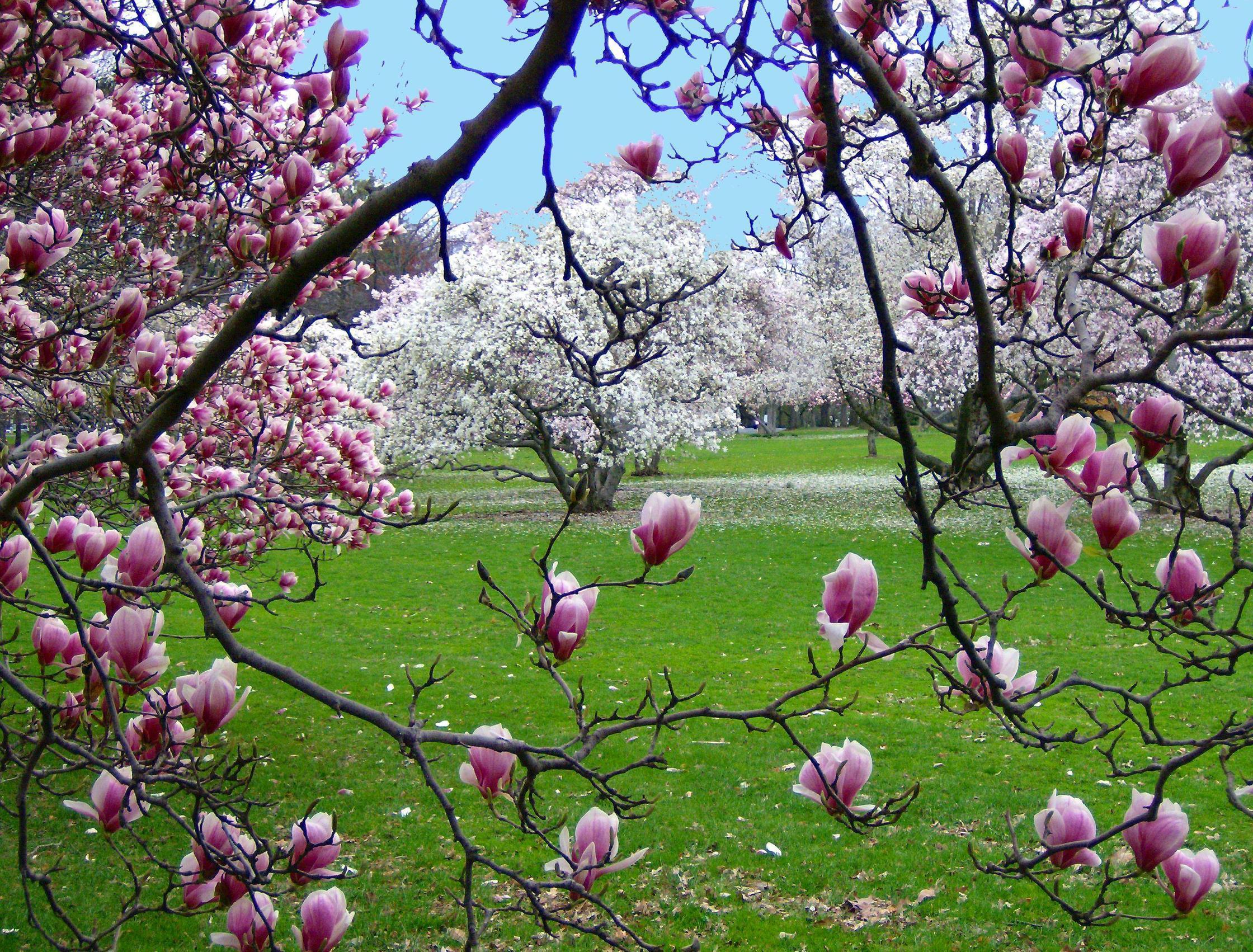 SPRING