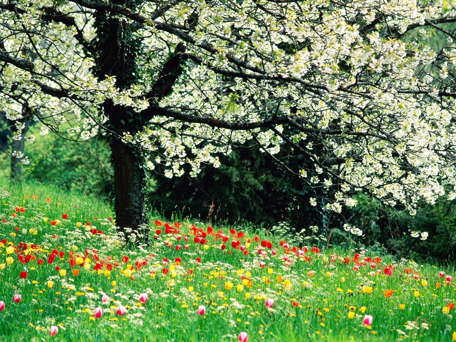 SPRING